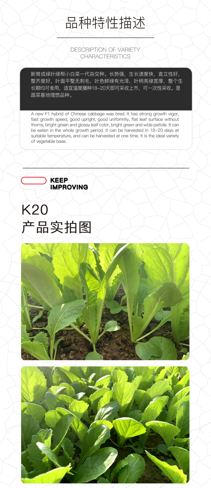中科茂华蔬菜种子K20小白菜种子无绒毛青梗小白菜种子绿叶