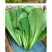 中科茂华蔬菜种子K20小白菜种子无绒毛青梗小白菜种子绿叶