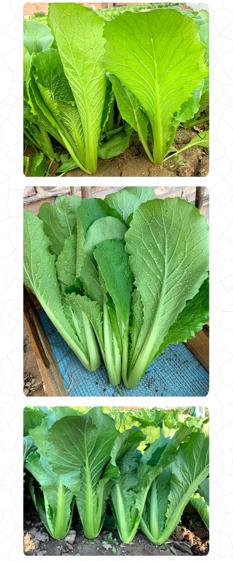 中科茂华蔬菜种子K20小白菜种子无绒毛青梗小白菜种子绿叶