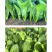 中科茂华蔬菜种子K20小白菜种子无绒毛青梗小白菜种子绿叶