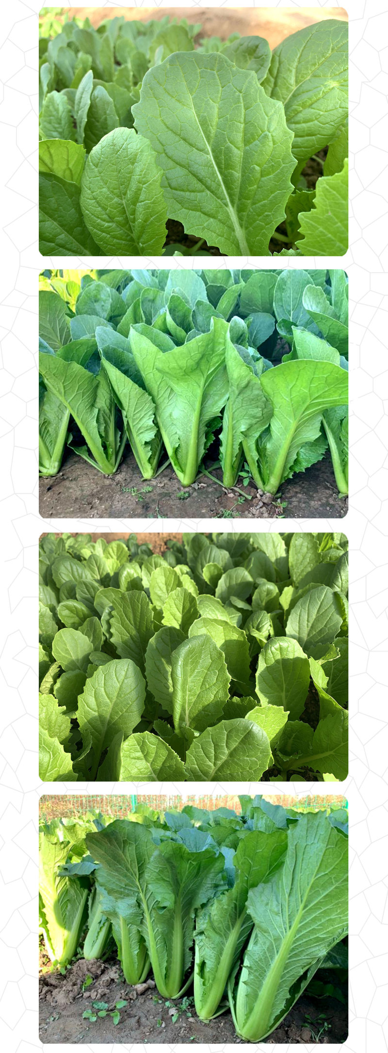 中科茂华蔬菜种子K20小白菜种子无绒毛青梗小白菜种子绿叶