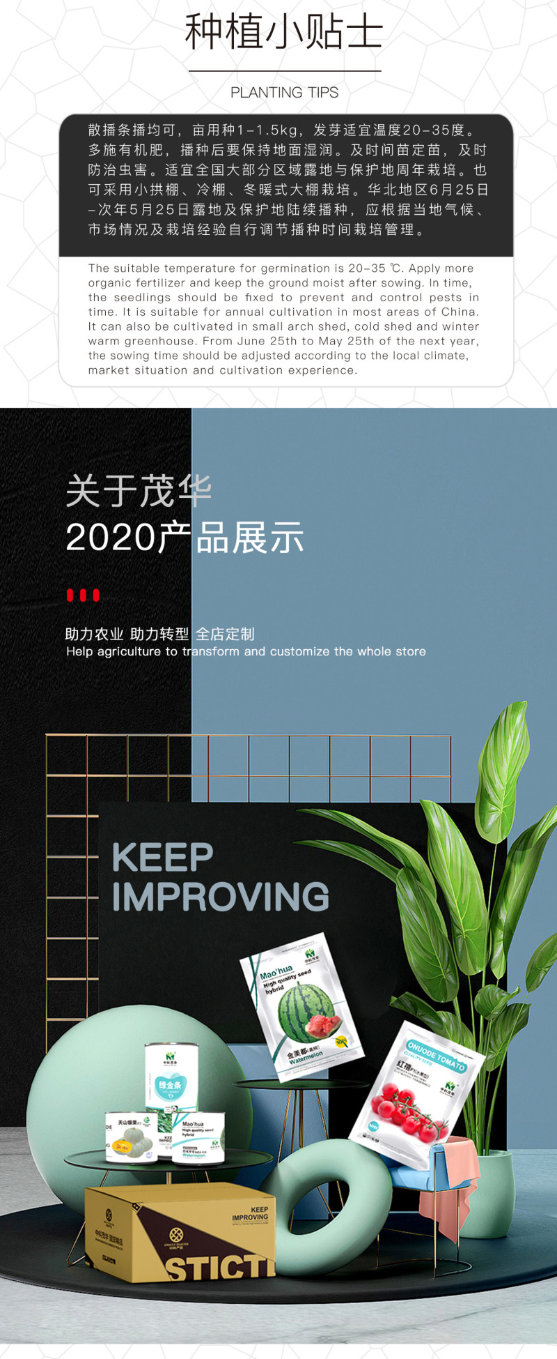 中科茂华蔬菜种子K20小白菜种子无绒毛青梗小白菜种子绿叶