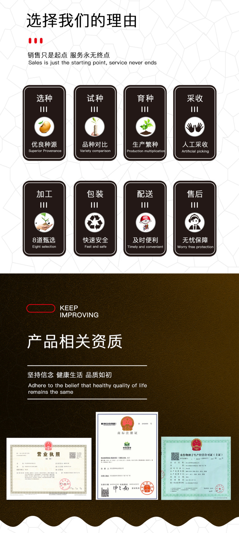 中科茂华蔬菜种子K20小白菜种子无绒毛青梗小白菜种子绿叶