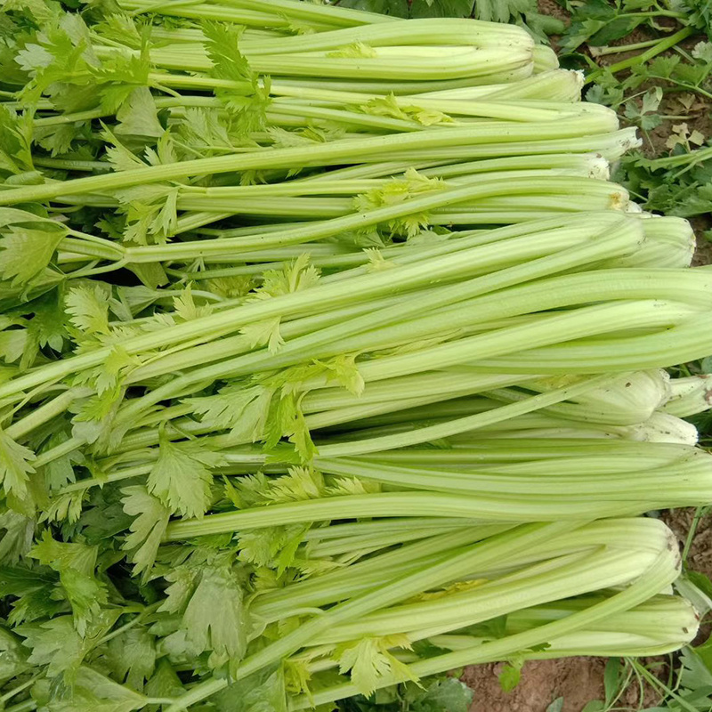 中科茂华蔬菜种子皇冠西芹菜种子不空心芹菜种子黄绿色产量高