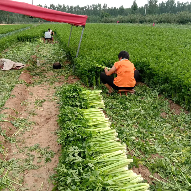 中科茂华蔬菜种子皇冠西芹菜种子不空心芹菜种子黄绿色产量高