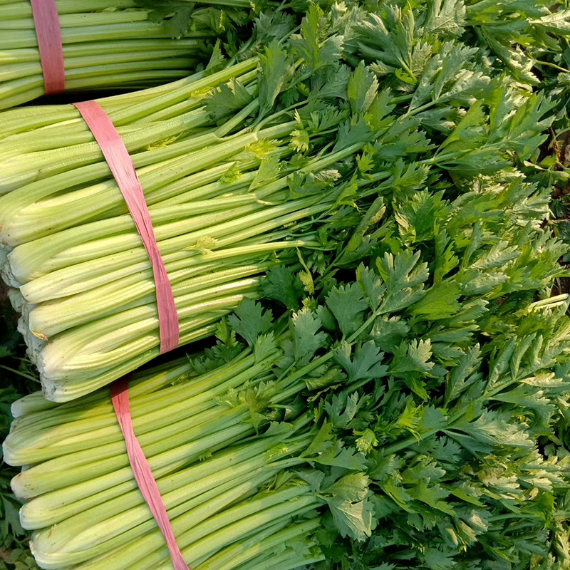中科茂华蔬菜种子皇冠西芹菜种子不空心芹菜种子黄绿色产量高