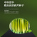 中科茂华蔬菜种子皇冠西芹菜种子不空心芹菜种子黄绿色产量高