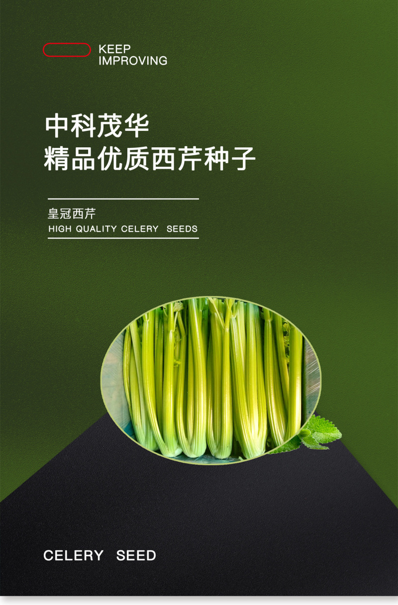 中科茂华蔬菜种子皇冠西芹菜种子不空心芹菜种子黄绿色产量高