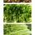 中科茂华蔬菜种子皇冠西芹菜种子不空心芹菜种子黄绿色产量高