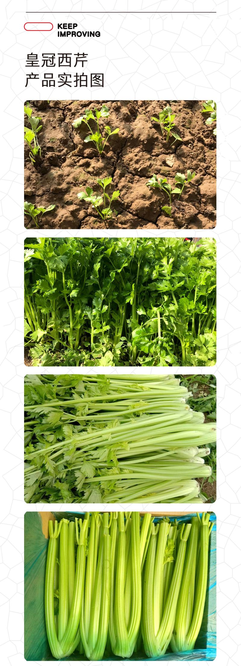 中科茂华蔬菜种子皇冠西芹菜种子不空心芹菜种子黄绿色产量高