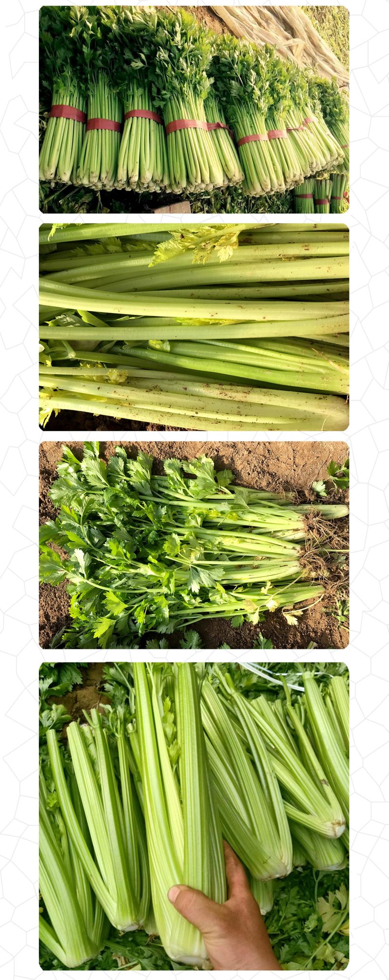 中科茂华蔬菜种子皇冠西芹菜种子不空心芹菜种子黄绿色产量高