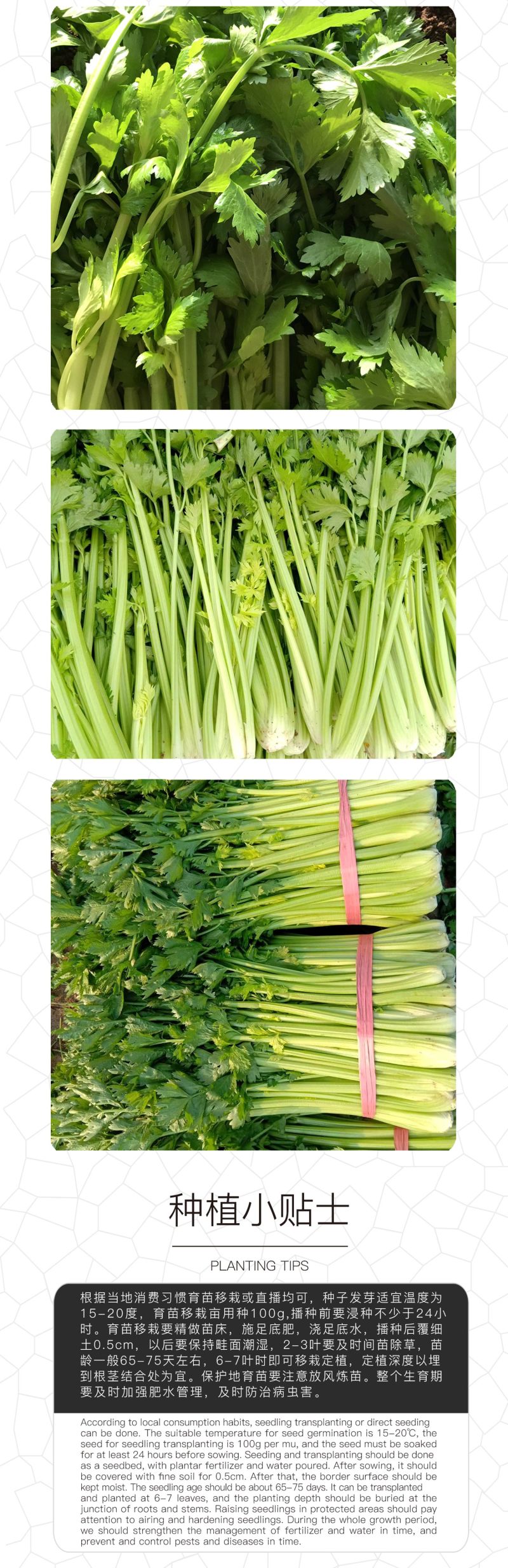 中科茂华蔬菜种子皇冠西芹菜种子不空心芹菜种子黄绿色产量高