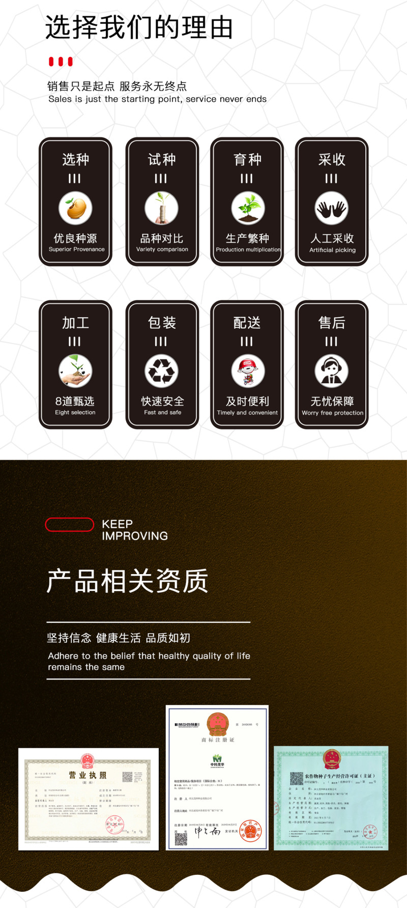 中科茂华蔬菜种子皇冠西芹菜种子不空心芹菜种子黄绿色产量高