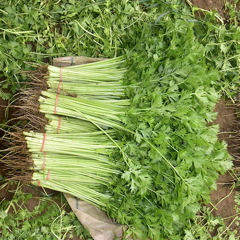 中科茂华蔬菜西芹小香芹种子欧诺德星驰生长快速不空心基地