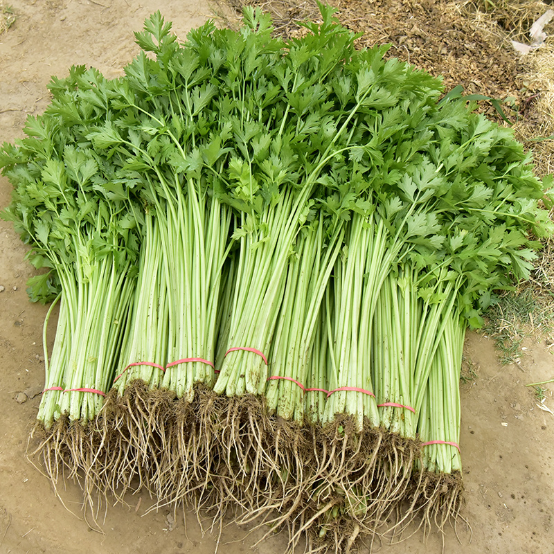 中科茂华蔬菜西芹小香芹种子欧诺德星驰生长快速不空心基地