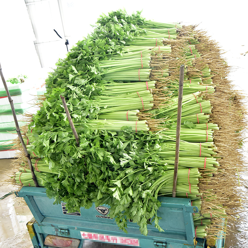 中科茂华蔬菜西芹小香芹种子欧诺德星驰生长快速不空心基地