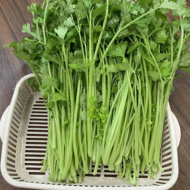 中科茂华蔬菜西芹小香芹种子欧诺德星驰生长快速不空心基地