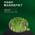 中科茂华蔬菜西芹小香芹种子欧诺德星驰生长快速不空心基地
