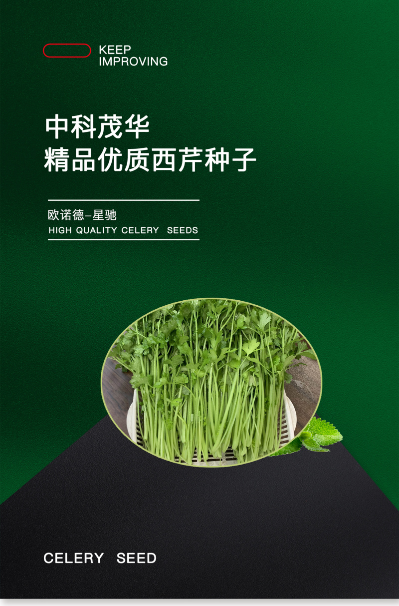 中科茂华蔬菜西芹小香芹种子欧诺德星驰生长快速不空心基地
