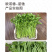 中科茂华蔬菜西芹小香芹种子欧诺德星驰生长快速不空心基地