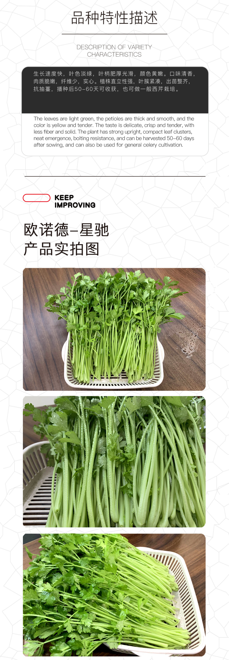 中科茂华蔬菜西芹小香芹种子欧诺德星驰生长快速不空心基地