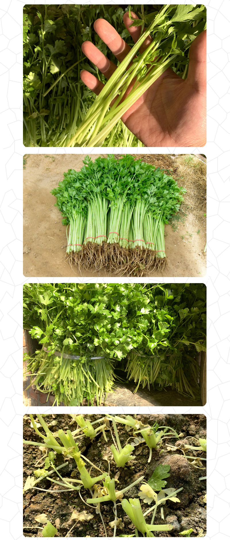 中科茂华蔬菜西芹小香芹种子欧诺德星驰生长快速不空心基地