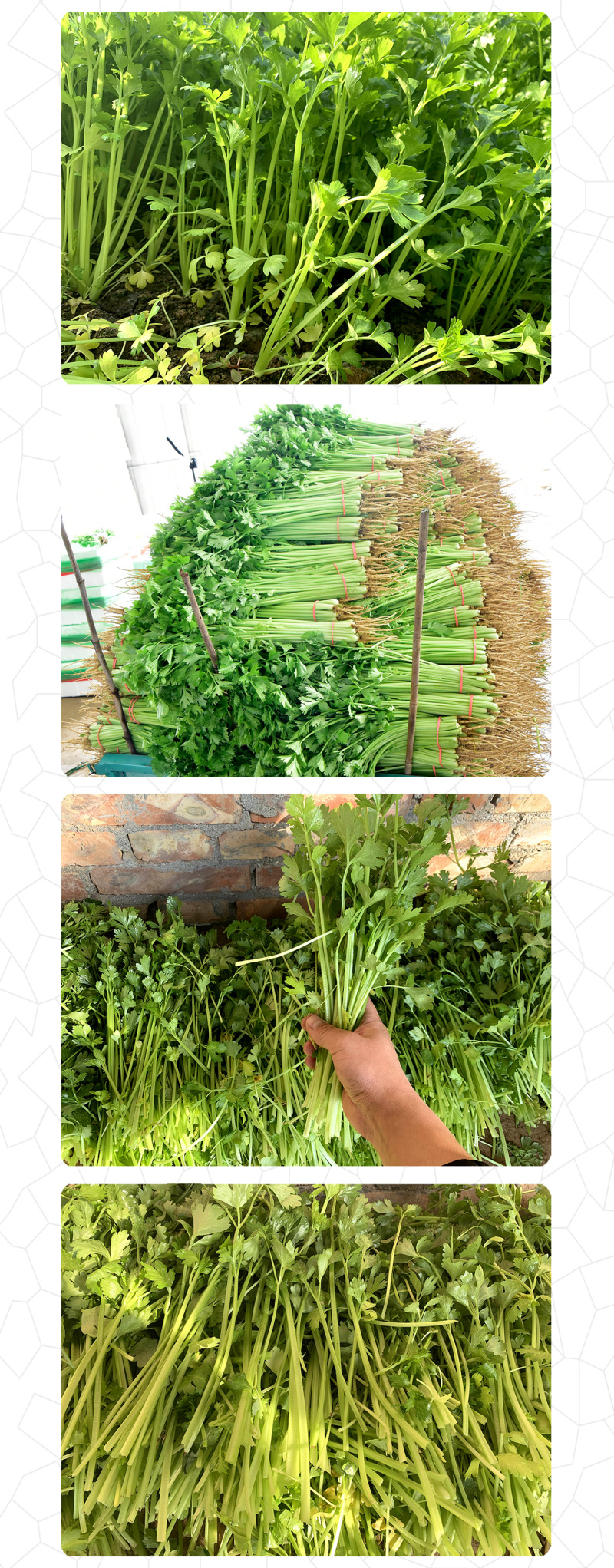 中科茂华蔬菜西芹小香芹种子欧诺德星驰生长快速不空心基地