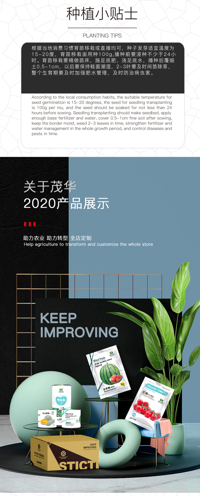 中科茂华蔬菜西芹小香芹种子欧诺德星驰生长快速不空心基地