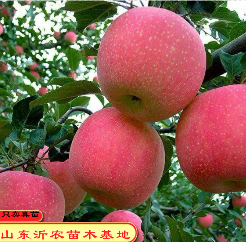 烟台红富士苹果苗红富士冰糖心苹果树苗精品嫁接