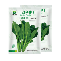 中科茂华蔬菜种子俏江南杂交油菜种子品质好无纤维耐寒