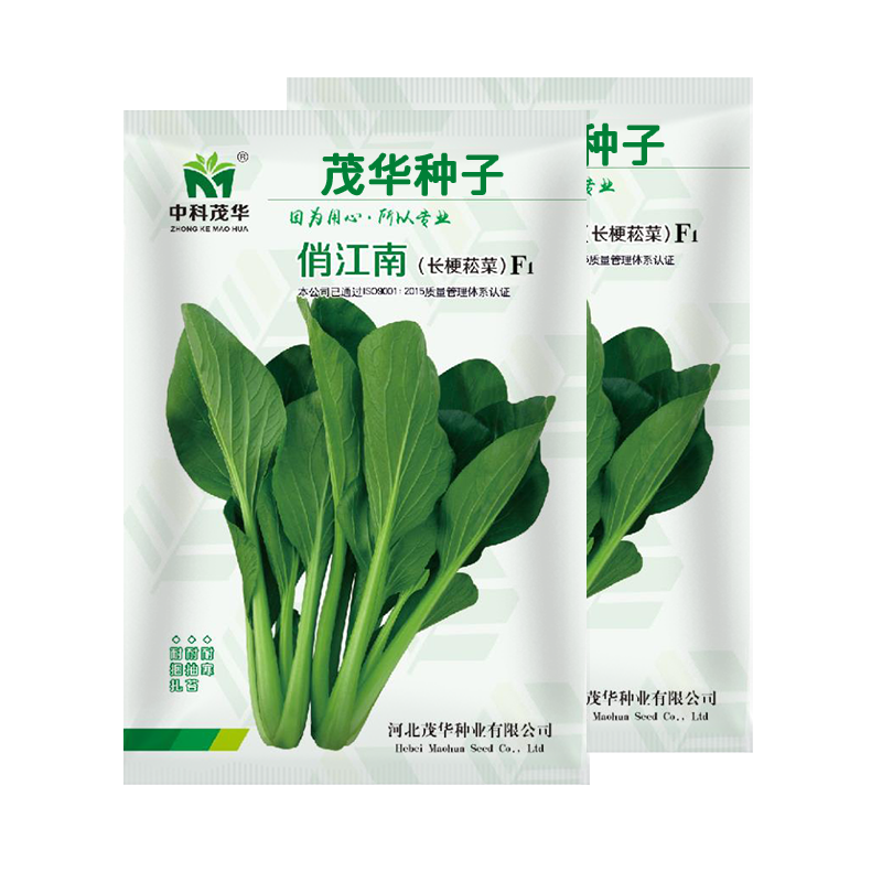 中科茂华蔬菜种子俏江南杂交油菜种子品质好无纤维耐寒