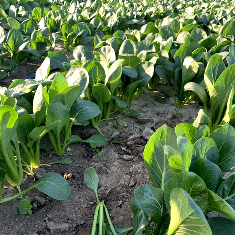 中科茂华蔬菜种子俏江南杂交油菜种子品质好无纤维耐寒