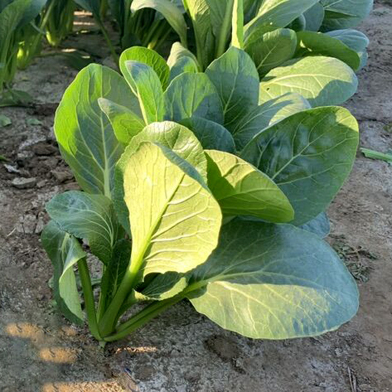 中科茂华蔬菜种子俏江南杂交油菜种子品质好无纤维耐寒