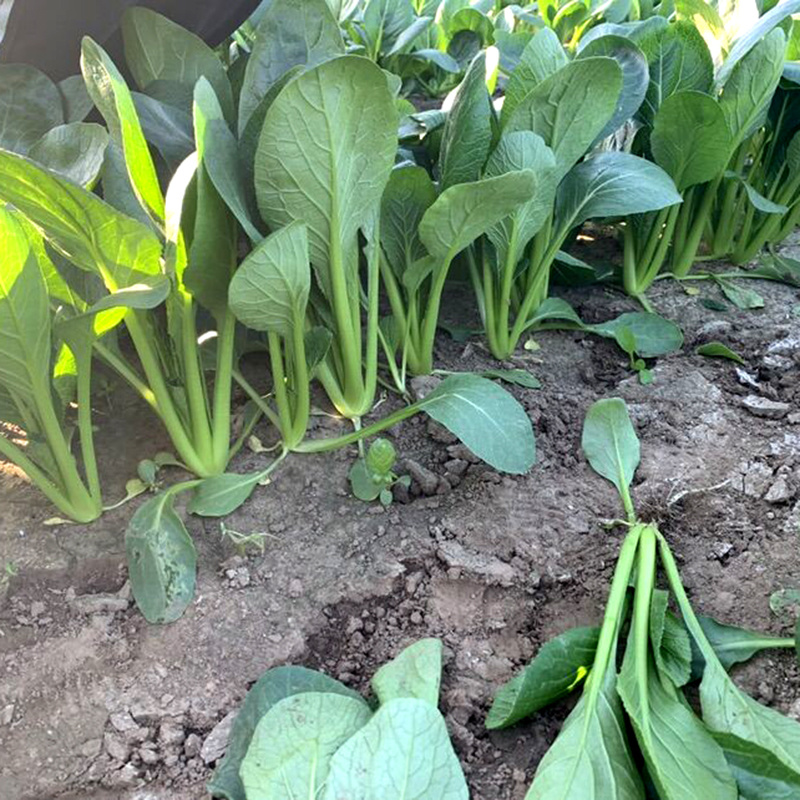 中科茂华蔬菜种子俏江南杂交油菜种子品质好无纤维耐寒