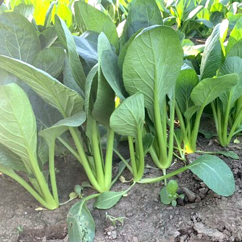 中科茂华蔬菜种子俏江南杂交油菜种子品质好无纤维耐寒