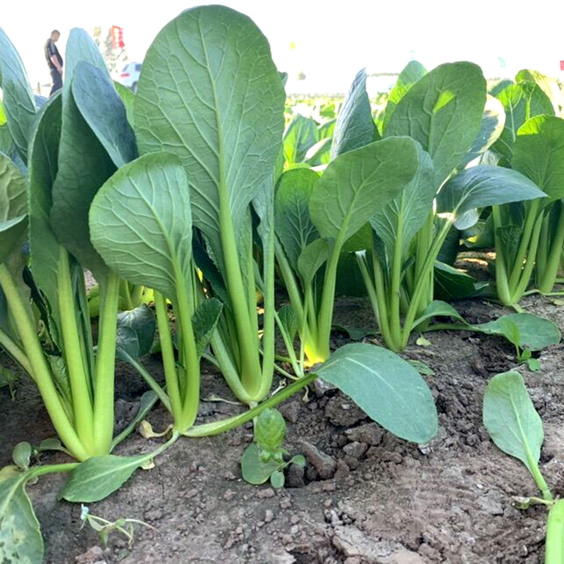 中科茂华蔬菜种子俏江南杂交油菜种子品质好无纤维耐寒