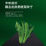 中科茂华蔬菜种子俏江南杂交油菜种子品质好无纤维耐寒