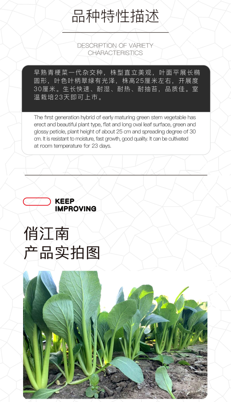 中科茂华蔬菜种子俏江南杂交油菜种子品质好无纤维耐寒