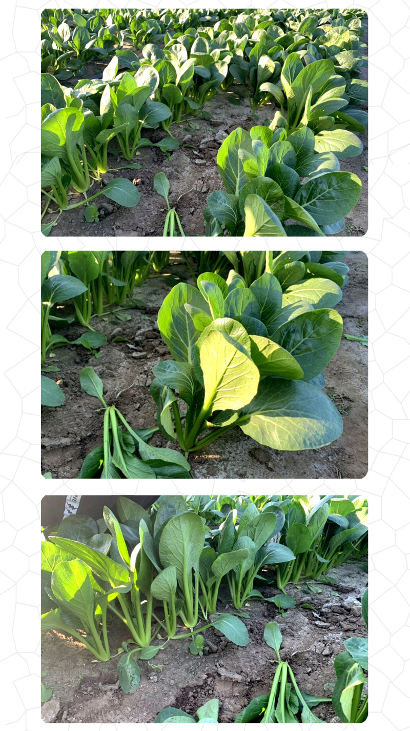 中科茂华蔬菜种子俏江南杂交油菜种子品质好无纤维耐寒