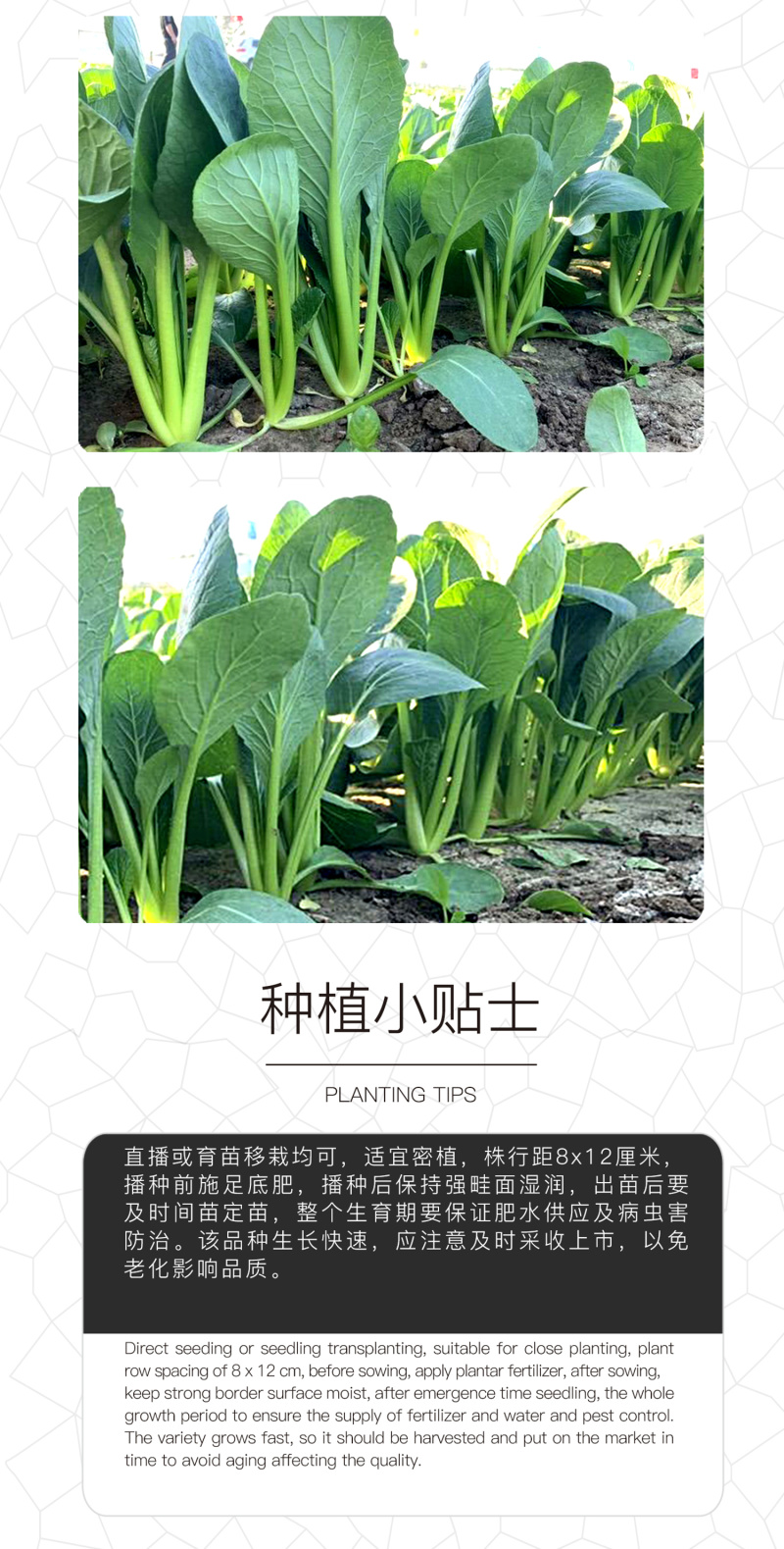 中科茂华蔬菜种子俏江南杂交油菜种子品质好无纤维耐寒