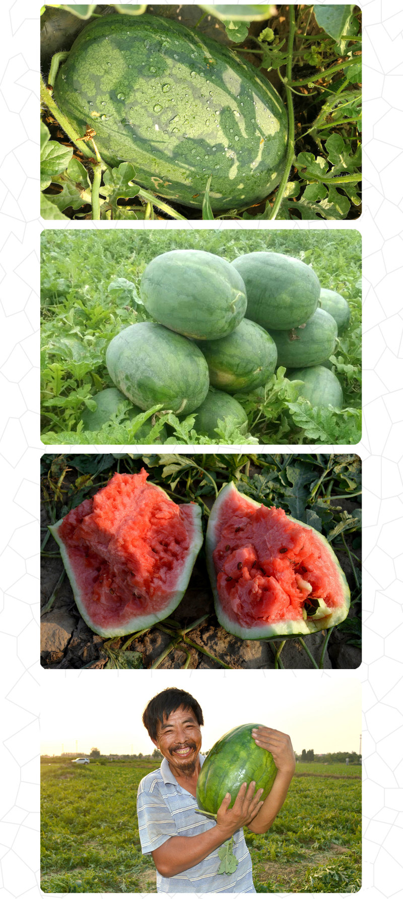 中科茂华西瓜种子中华蜜宝免整枝打叉懒汉西瓜种籽四季阳台