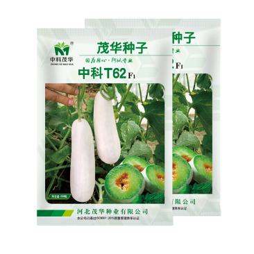 中科茂华瓜果种子中科T62甜瓜种子果实长棒型皮色灰白果肉