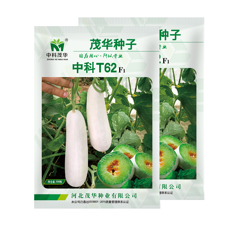 中科茂华瓜果种子中科T62甜瓜种子果实长棒型皮色灰白果肉