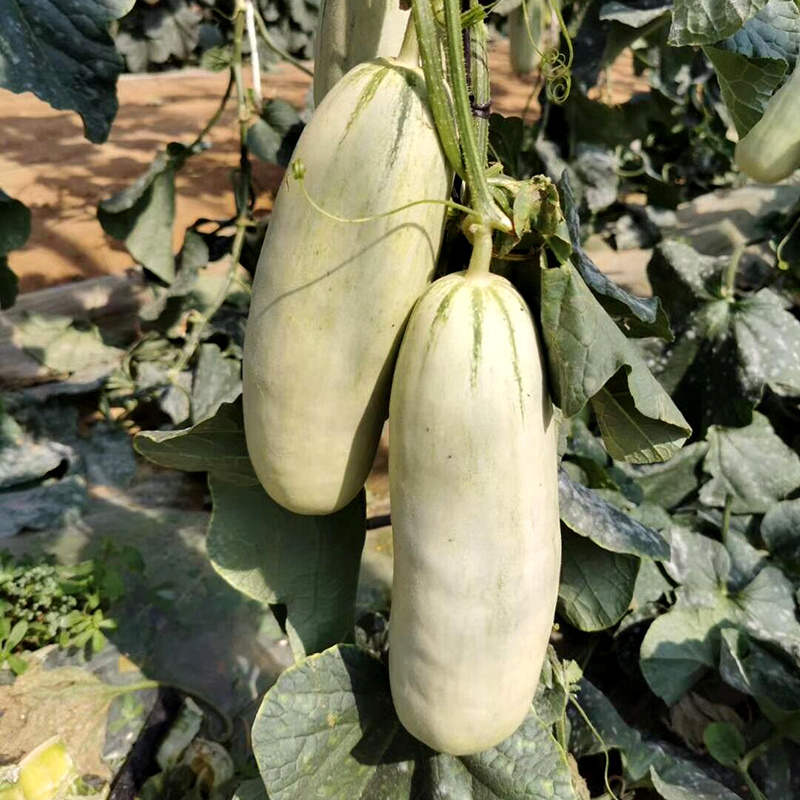 中科茂华瓜果种子中科T62甜瓜种子果实长棒型皮色灰白果肉