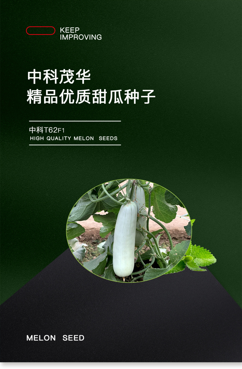 中科茂华瓜果种子中科T62甜瓜种子果实长棒型皮色灰白果肉