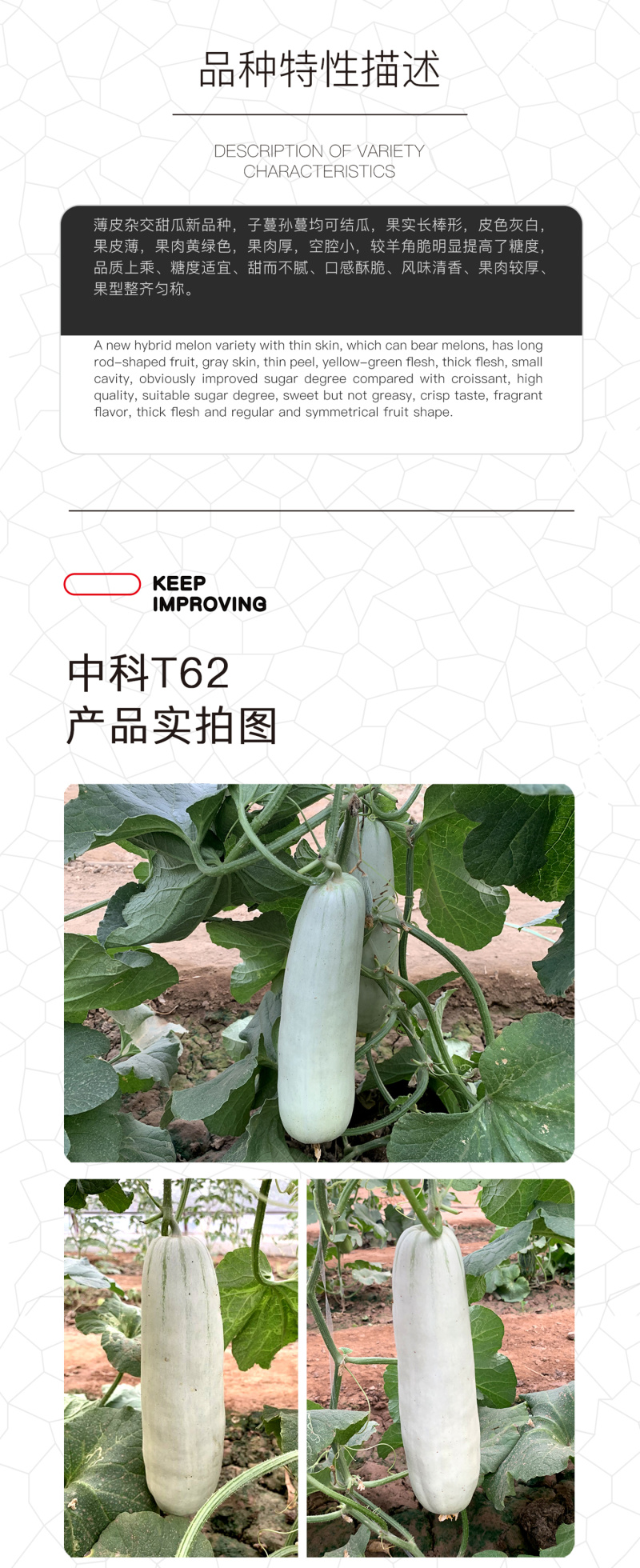 中科茂华瓜果种子中科T62甜瓜种子果实长棒型皮色灰白果肉