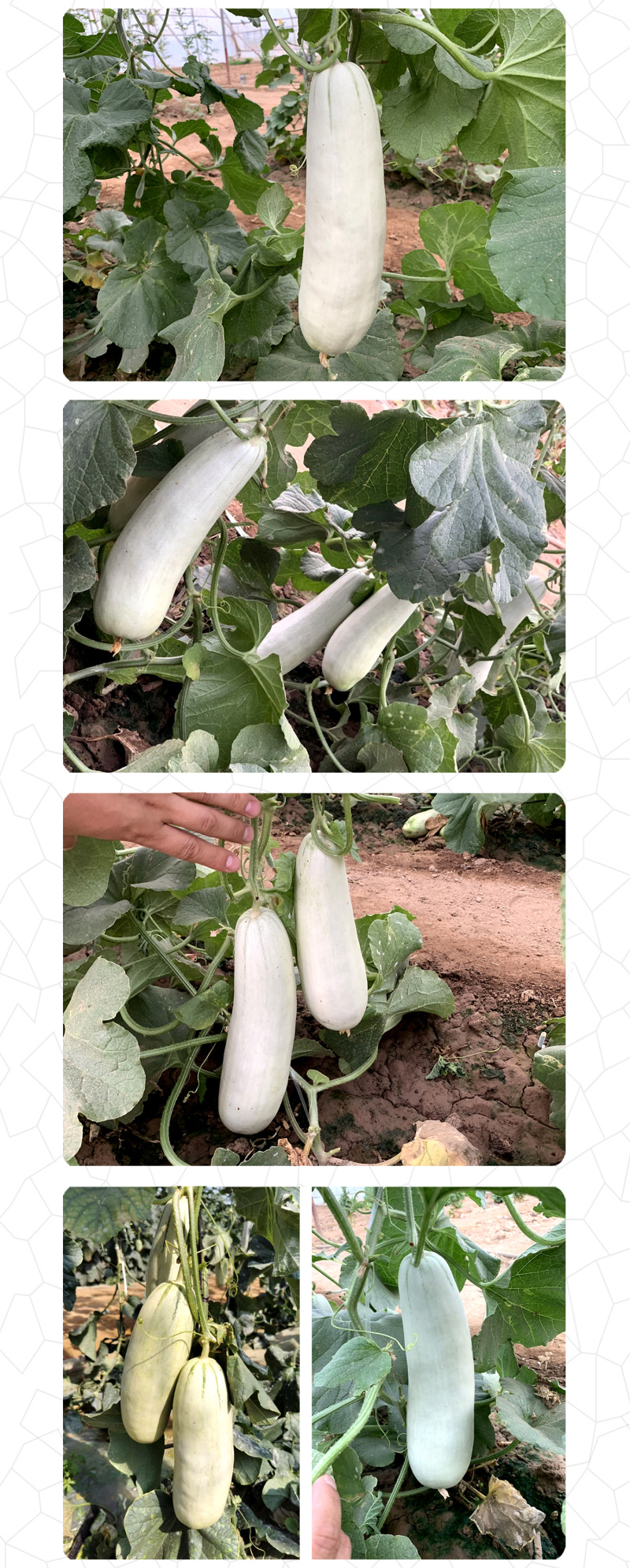 中科茂华瓜果种子中科T62甜瓜种子果实长棒型皮色灰白果肉