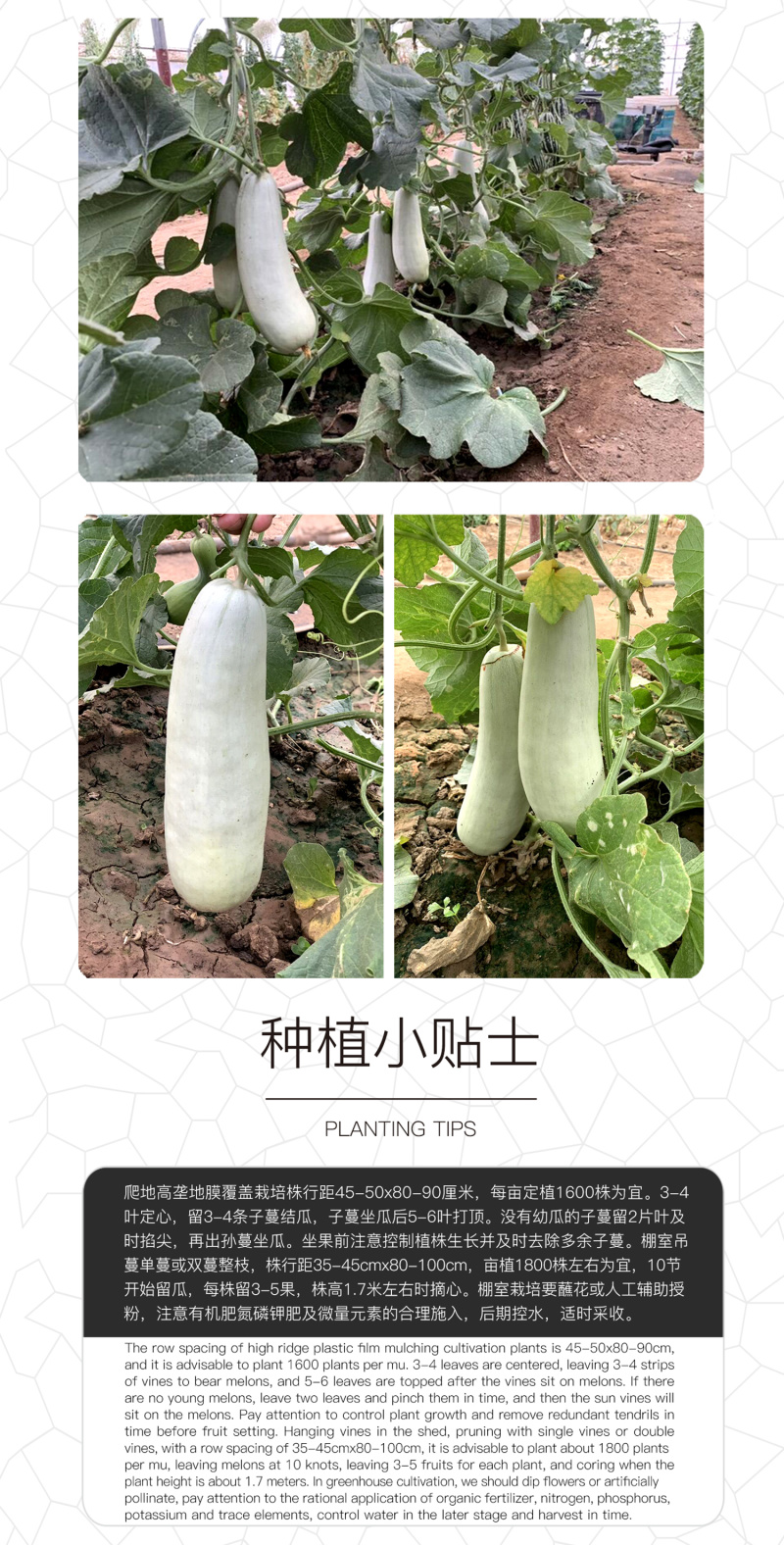 中科茂华瓜果种子中科T62甜瓜种子果实长棒型皮色灰白果肉