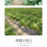 中科茂华瓜果蔬菜种子中科甜王西瓜种子大红瓤耐水脱高密度