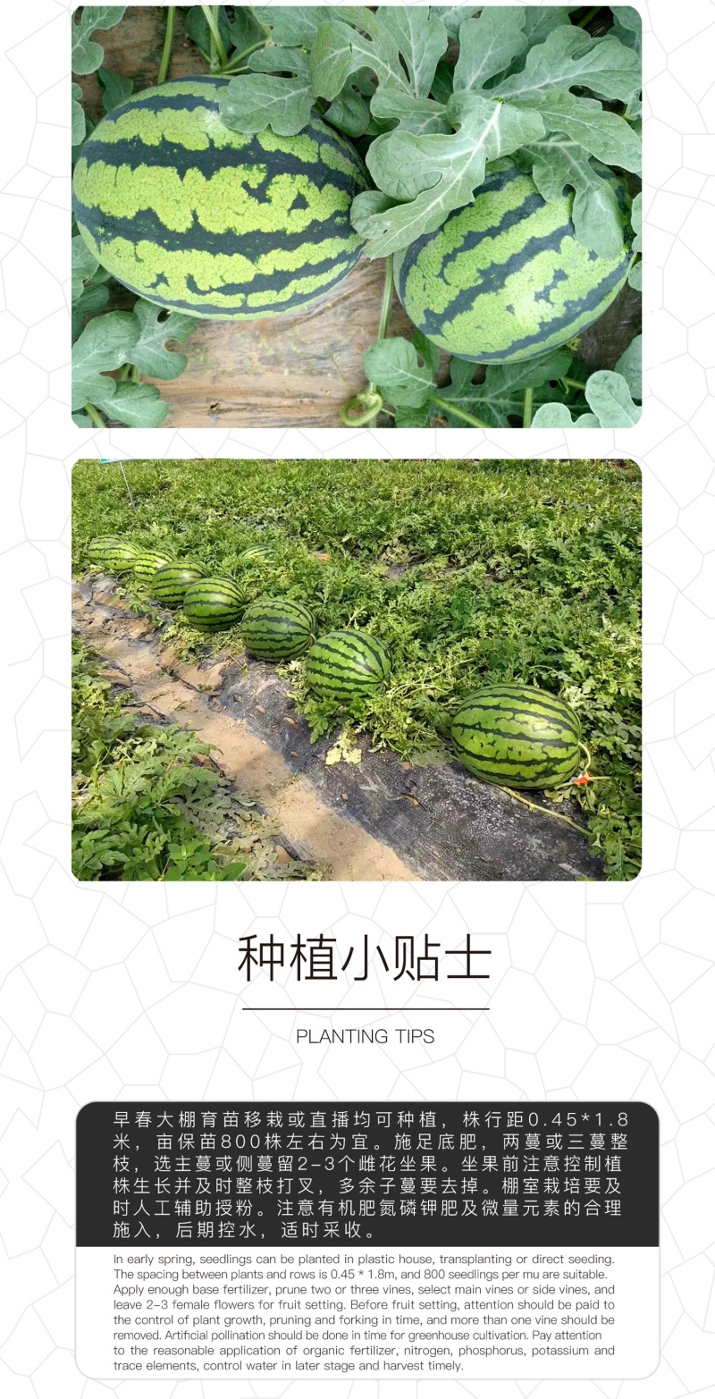中科茂华瓜果蔬菜种子中科甜王西瓜种子大红瓤耐水脱高密度